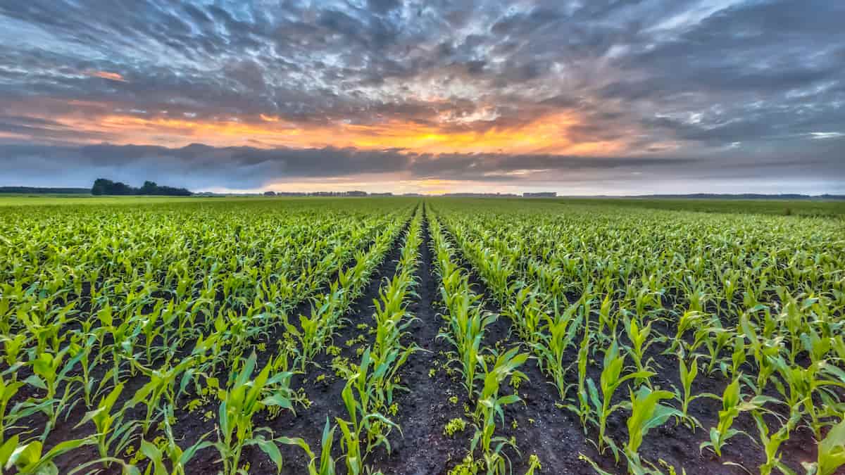 Maximising the Maize/Corn Yield