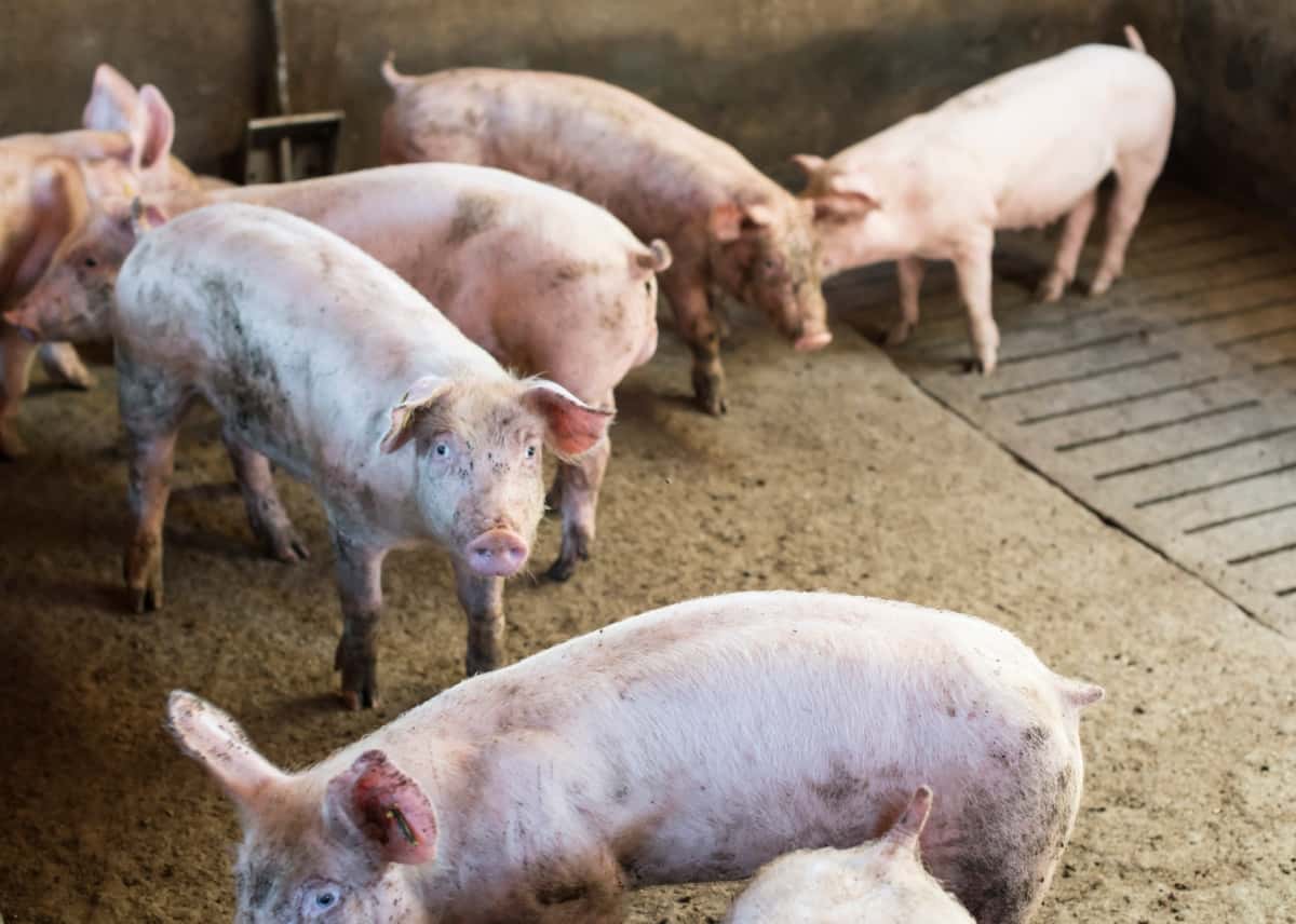 New Zealand Pig Farming Business Plan