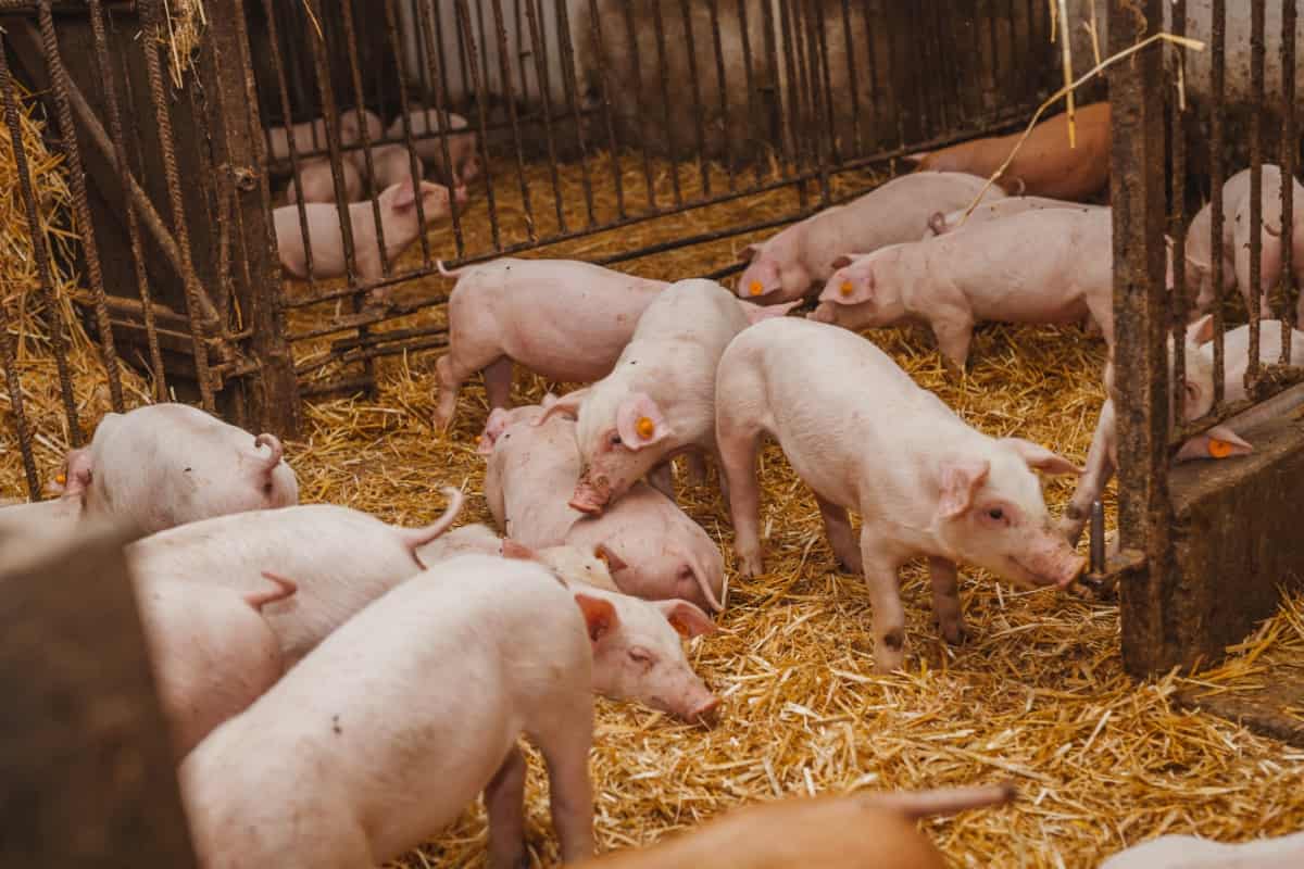 Nigeria Pig Farming Business Plan