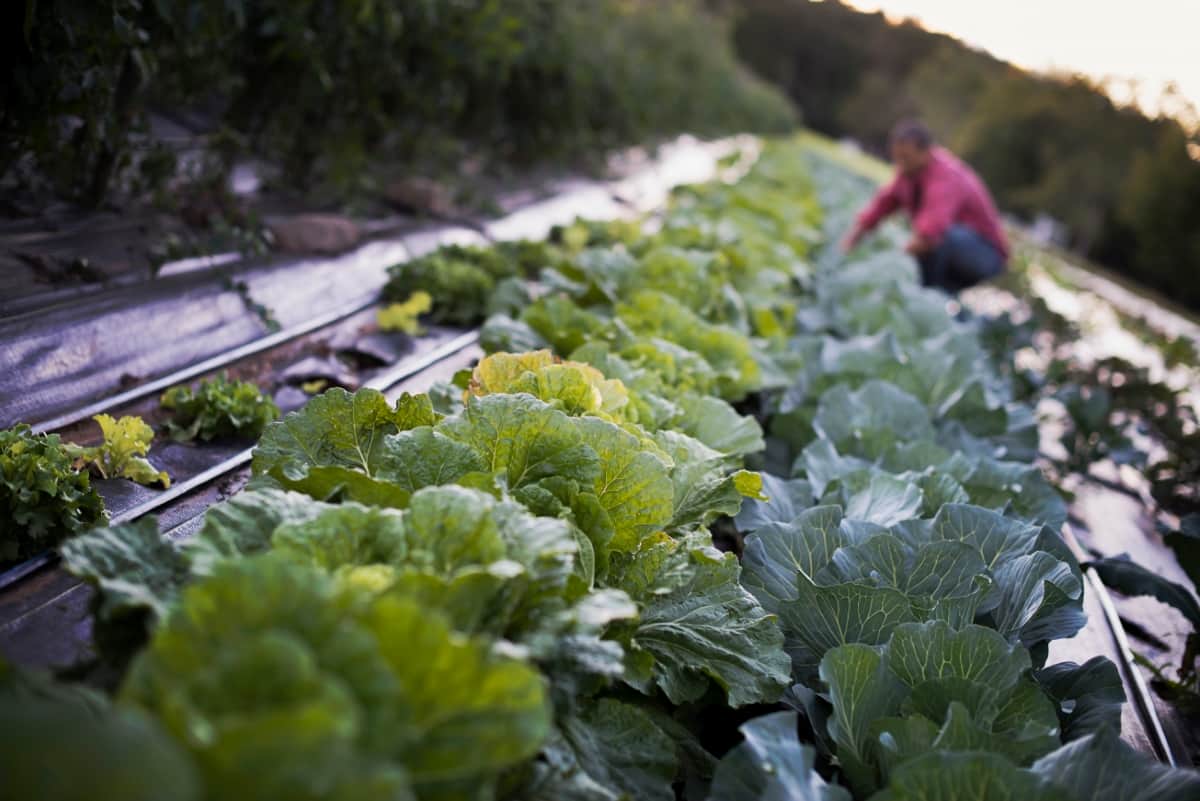 Organic Farming Business Plan in Argentina