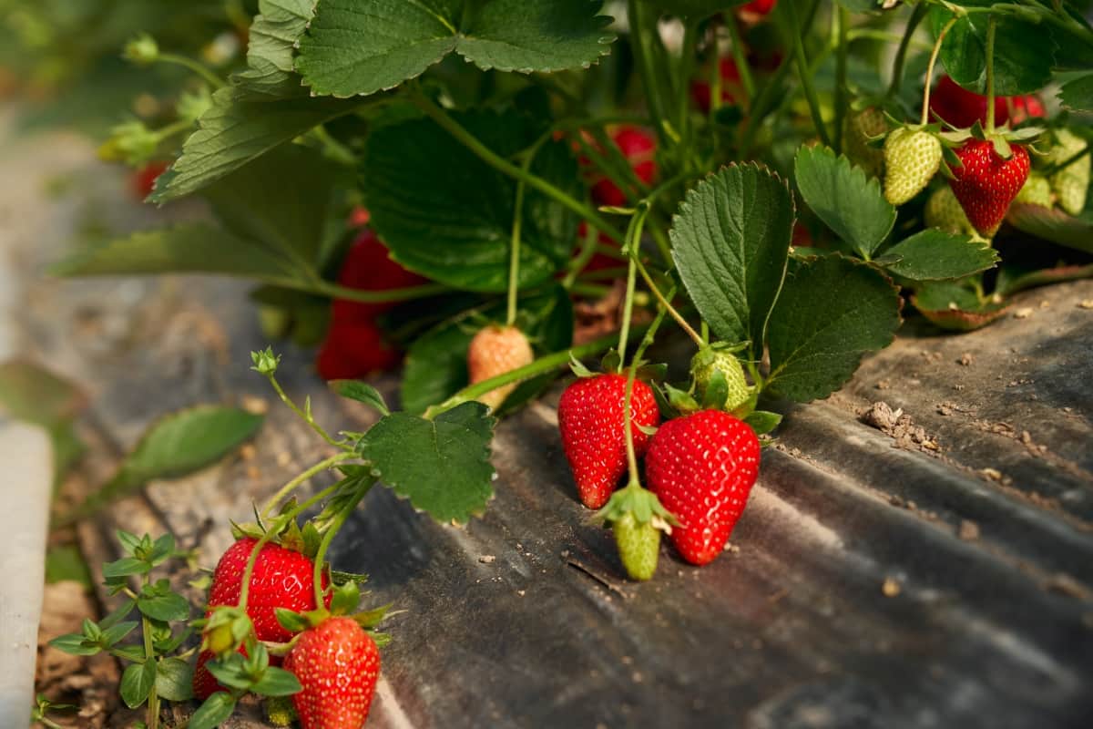 Organic Strawberries 