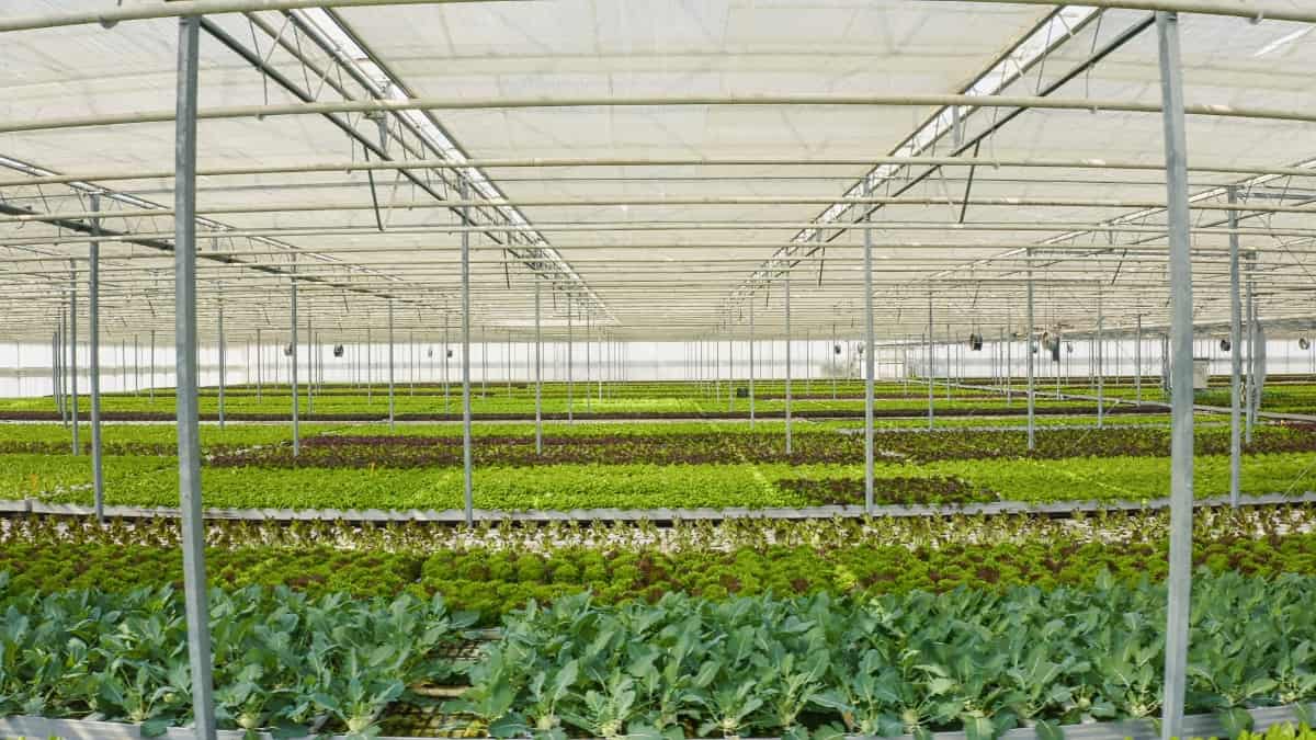 Organic Farming Business Plan in Australia
