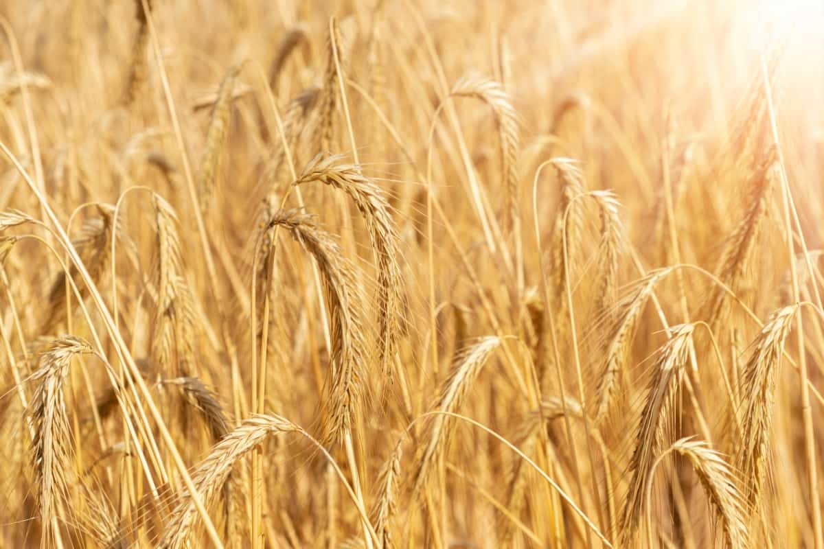 Organic Wheat Field