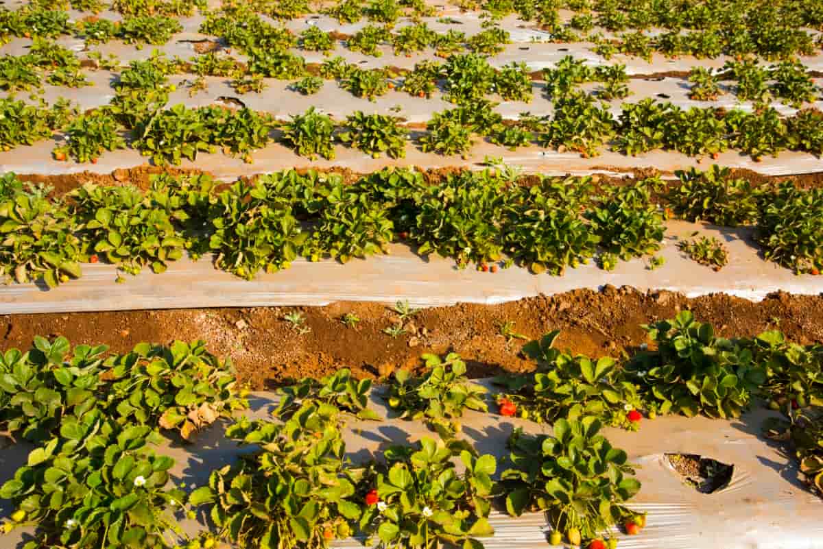 Organic Strawberry Plantation