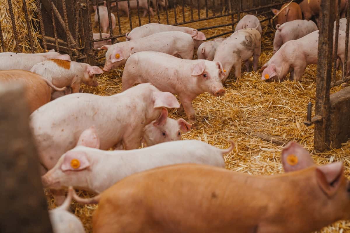 small piggery business plan philippines