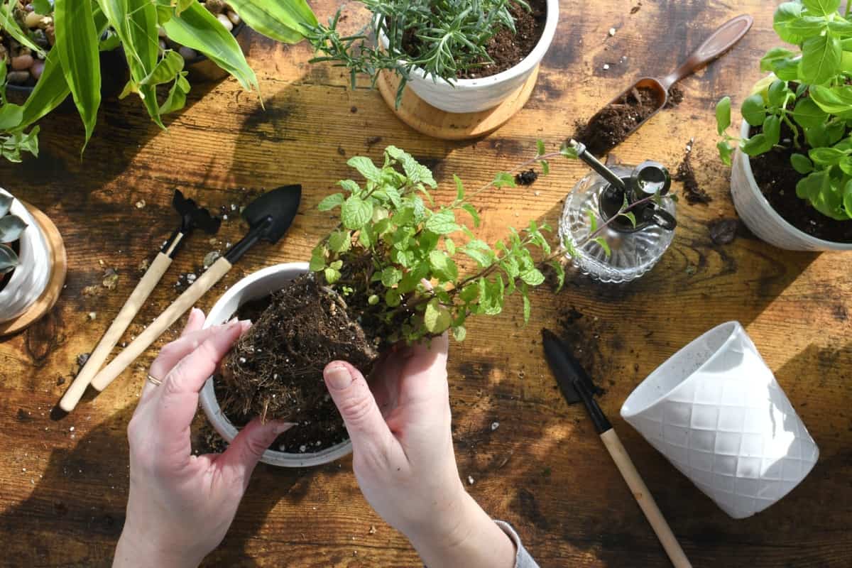 Pot/Container Gardening with Herbs