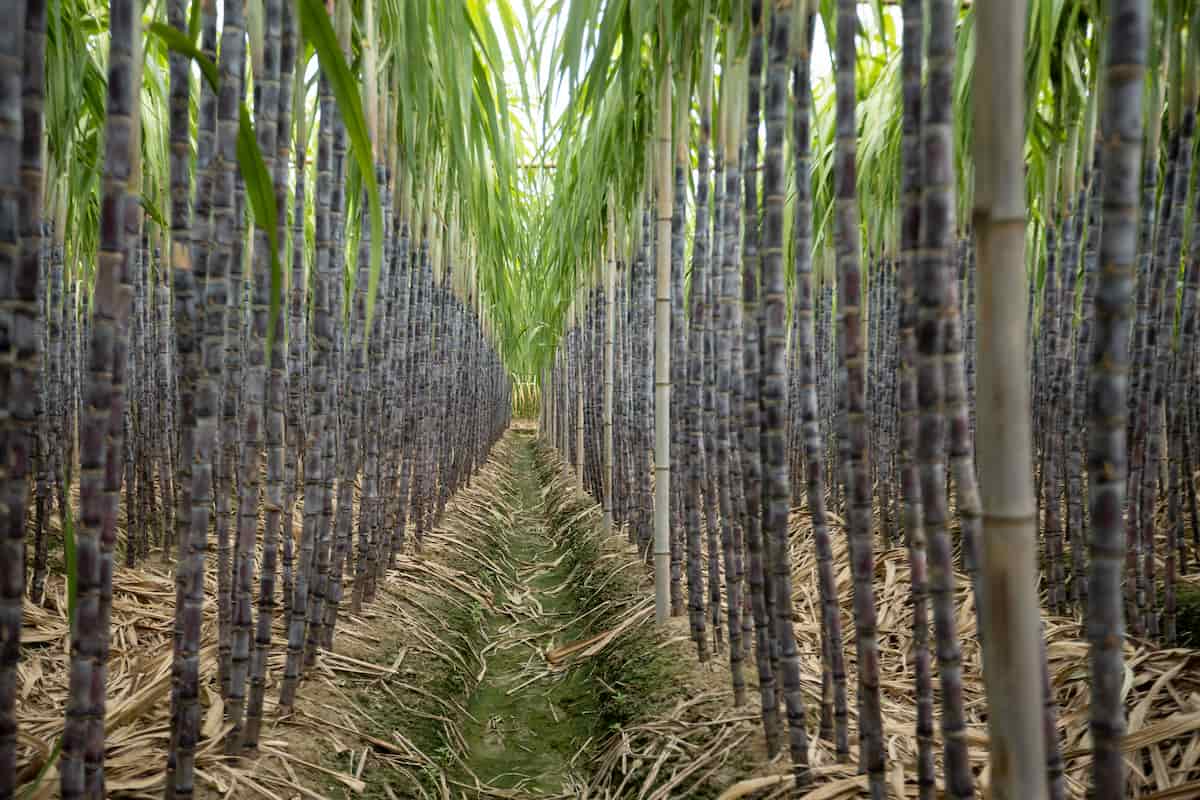 Practices for Maximizing the Sugarcane Yield