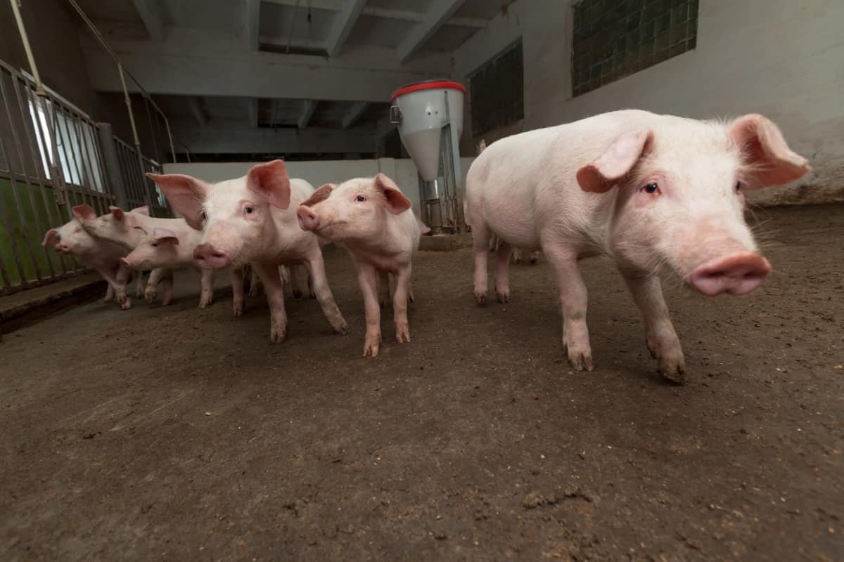 South Africa Pig Farming Business Plan