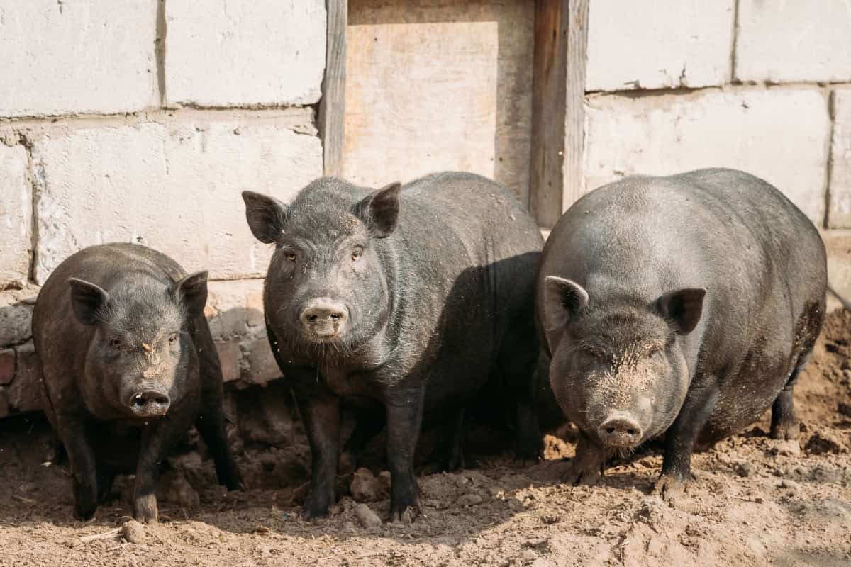 Black Pigs in Farm