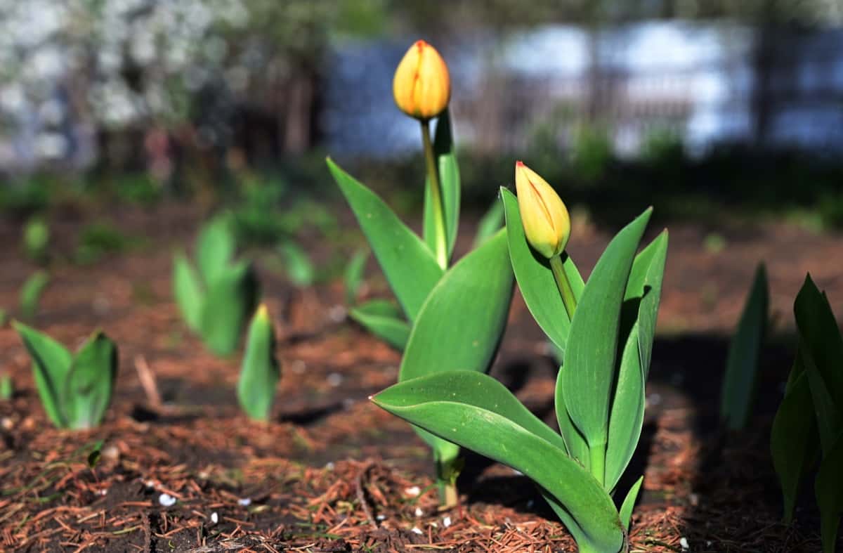 The Best Fertilizer for Tulips1