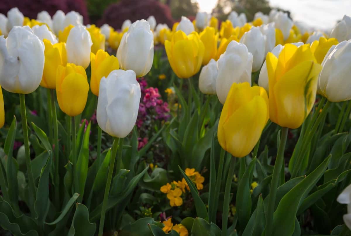 White and Yellow Tulips
