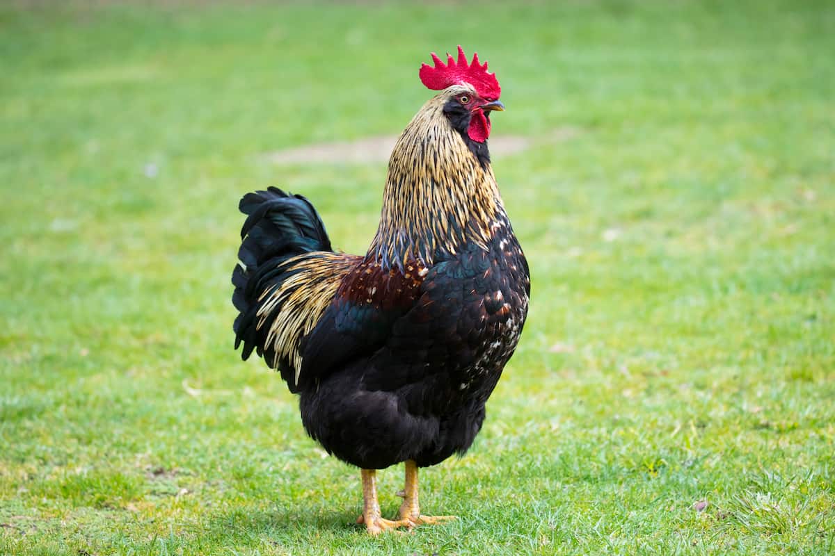 The Ultimate Guide to Barnevelder Chicken Breed