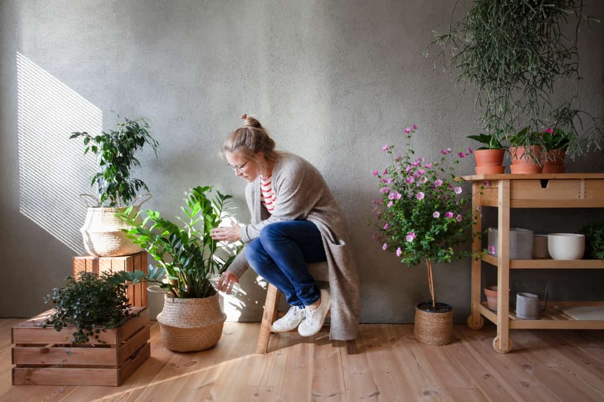 Tips for Making Plants Bushy Indoors