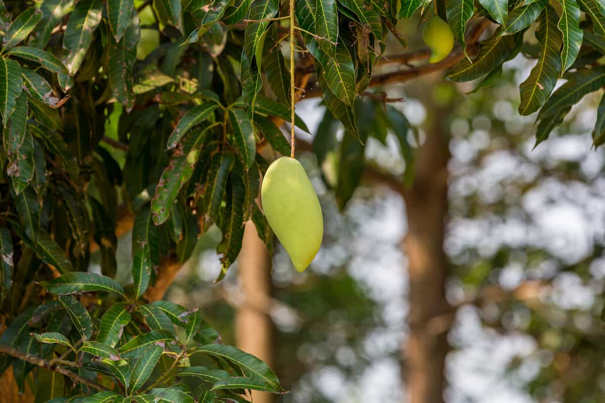 Totapuri Mango Farming