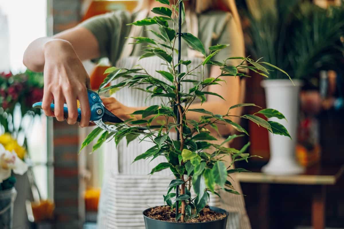 Pruning and Trimming Techniques for Container Plants