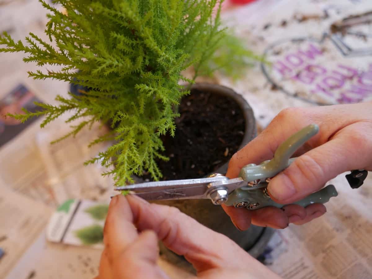Trimming a plant