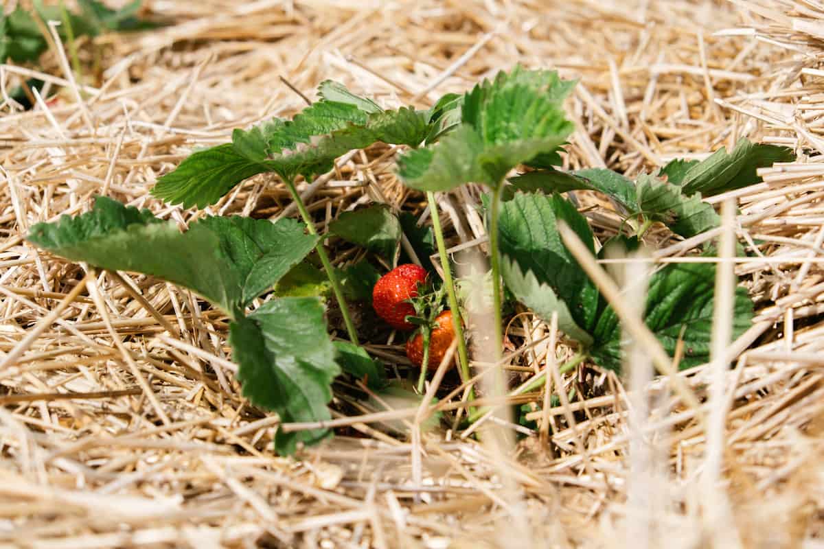 Straw to Protect the Strawberries 