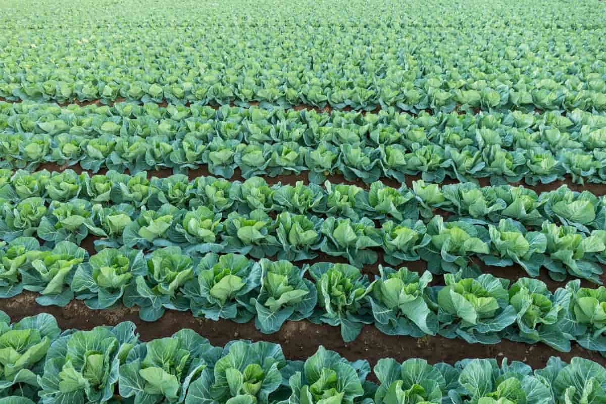 Vegetable Contract Farming in India