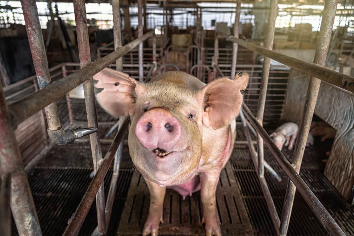 Vietnam Pig Farming Business Plan