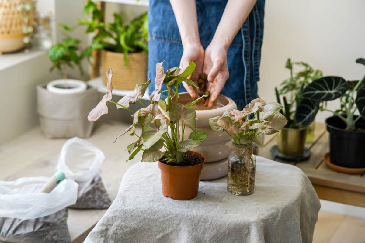 Watering and Drainage Techniques for Potted Plants