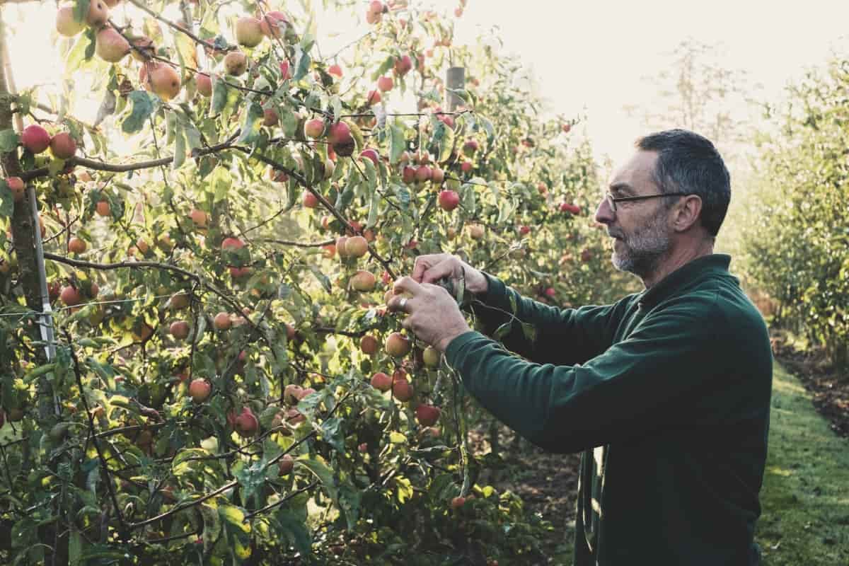 1-Acre Apple Cultivation Cost and Profit

