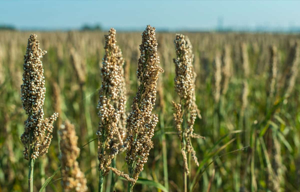 1-Acre Pearl Millet Cultivation Profit and Cost
