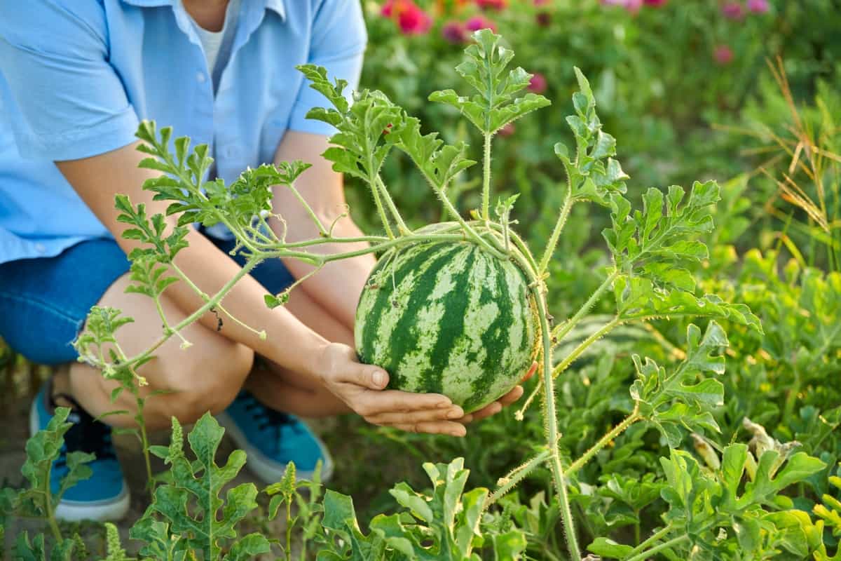 1-Acre Watermelon Farming Cost and Profit