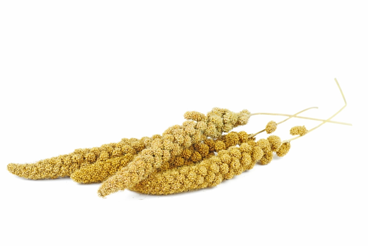 Dried Green Foxtail Plant