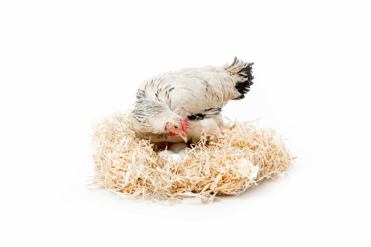 Hen Sitting on Nest with Eggs