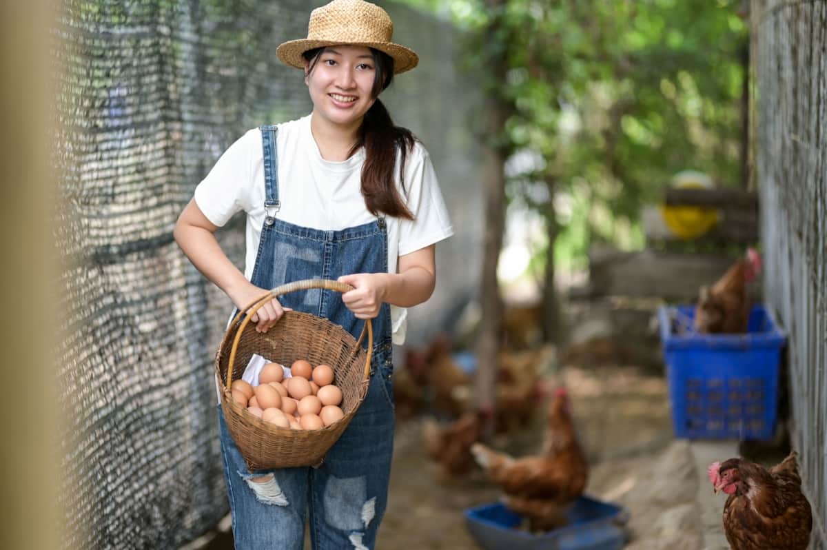 10 Reasons Why Your Chickens Stopped Laying Eggs
