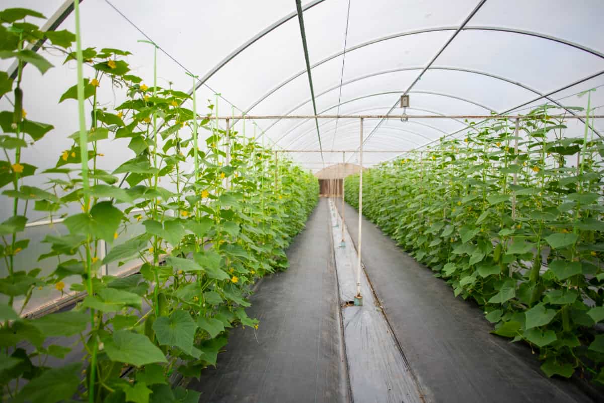 Growing Vegetables in Greenhouses