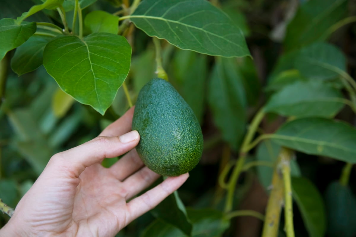 9 Causes of Dying Avocado Tree