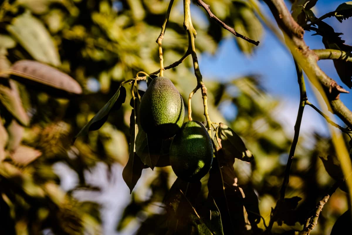 Avocados on Tree