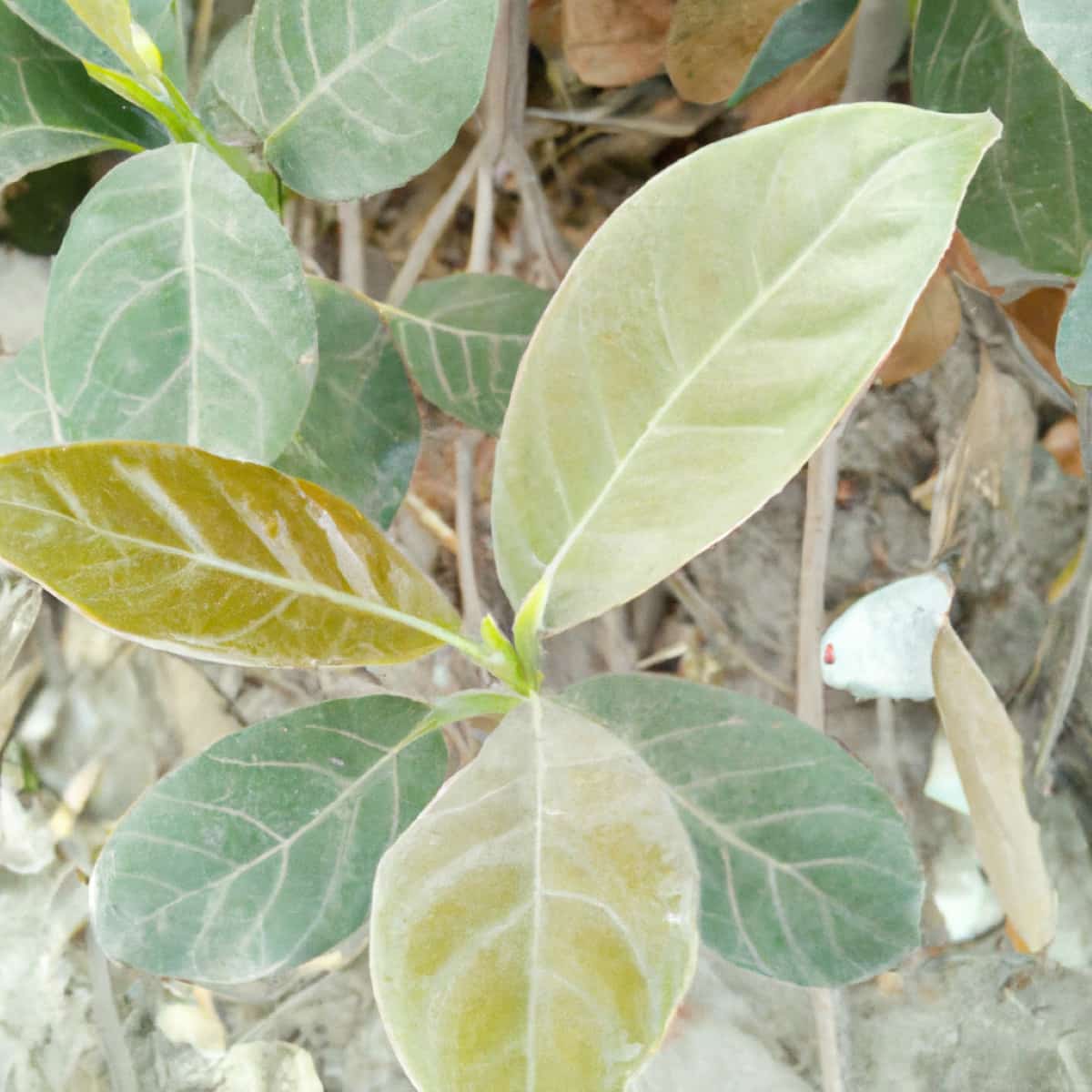 9 Causes of Dying Bay Leaf Tree