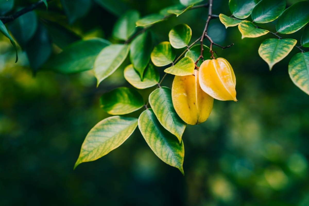9 Causes of Dying Carambola Trees