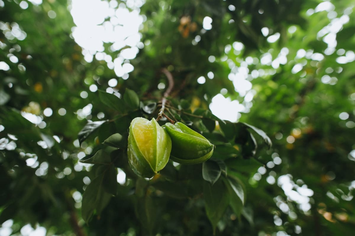 Close-Up View of Green Carambola Fruit