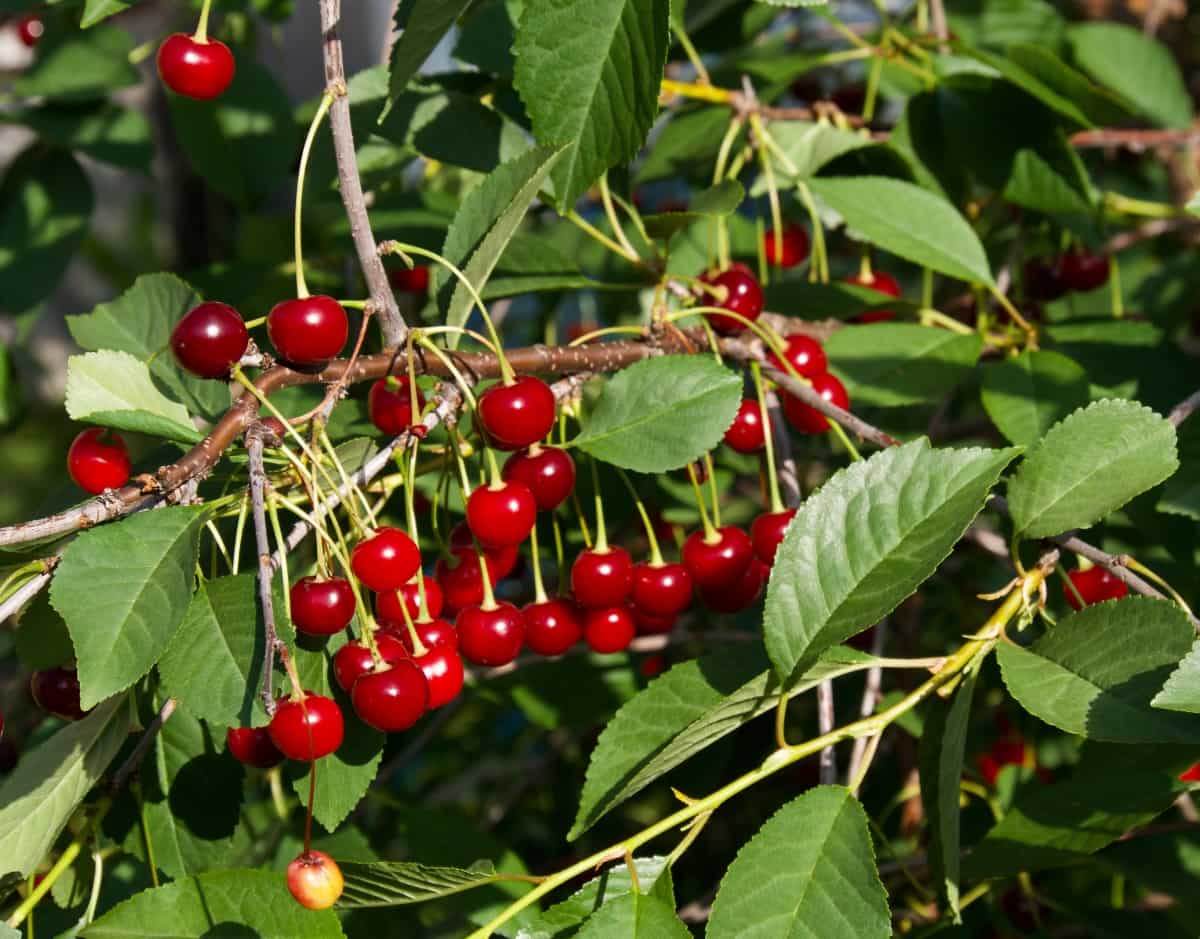 9 Causes of Dying Cherry Trees
