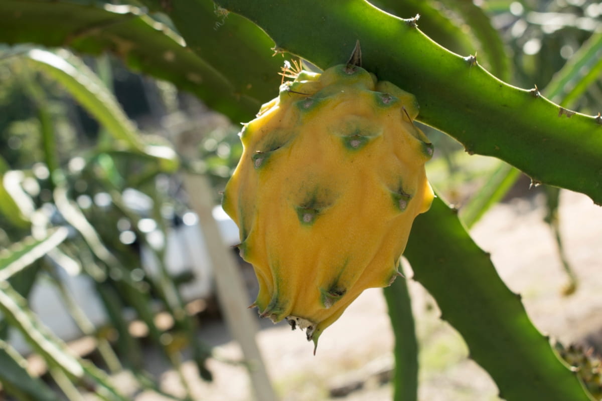 Yellow Pitaya Fruit on A Tree