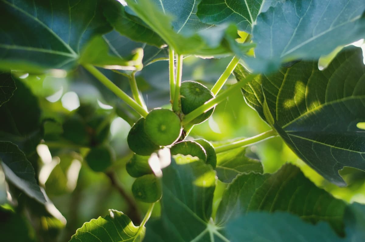 9 Causes of Dying Fig Tree