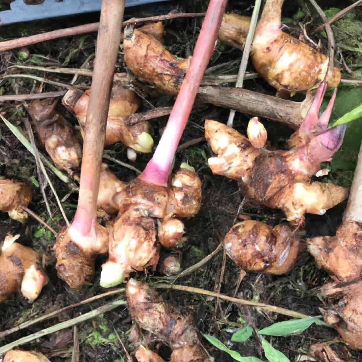 9 Causes of Dying Ginger Plants