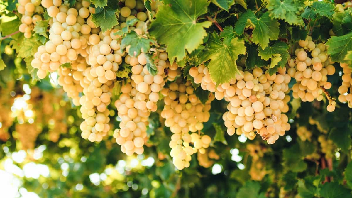 9 Causes of Dying Grape Vines
