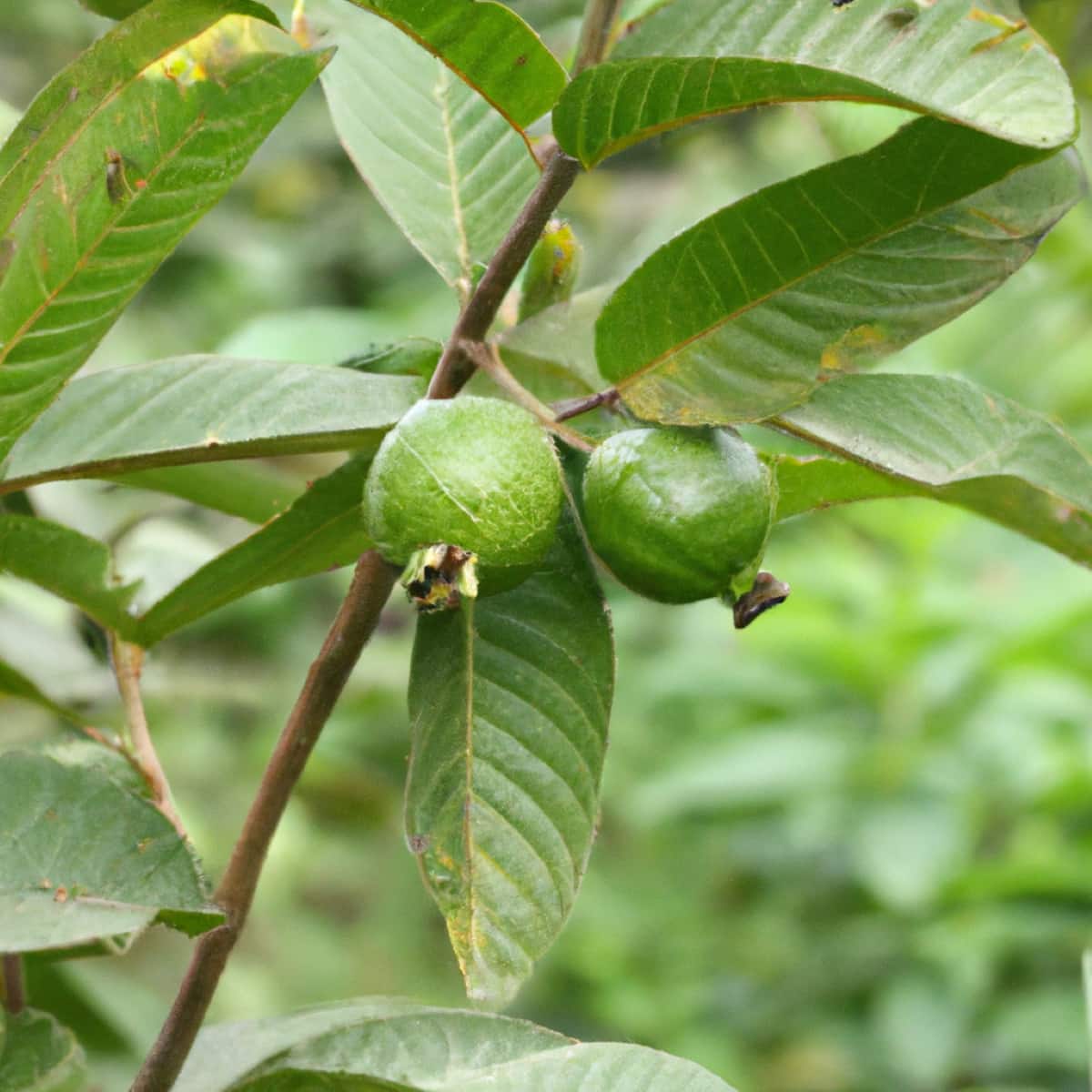 Guava Fruits