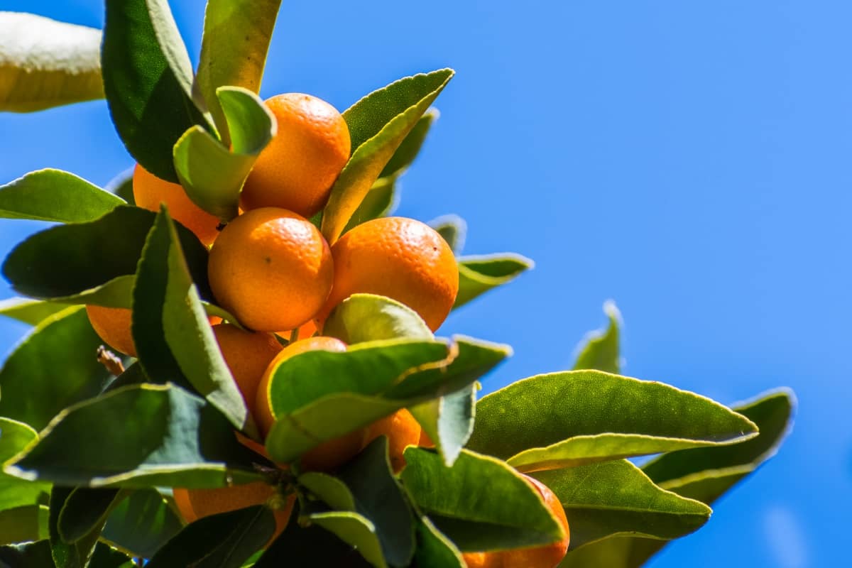Ripe Kumquat Fruit Cluster