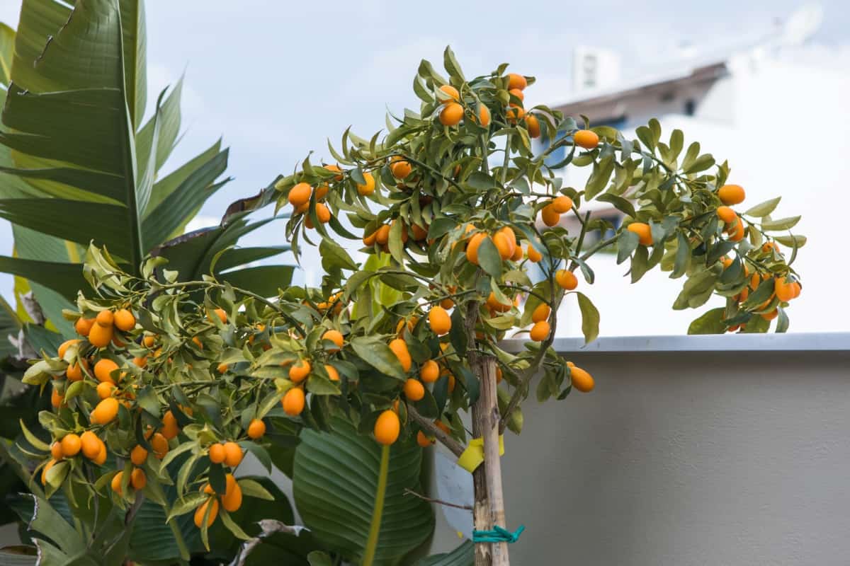 Kumquat Tree in A Garden