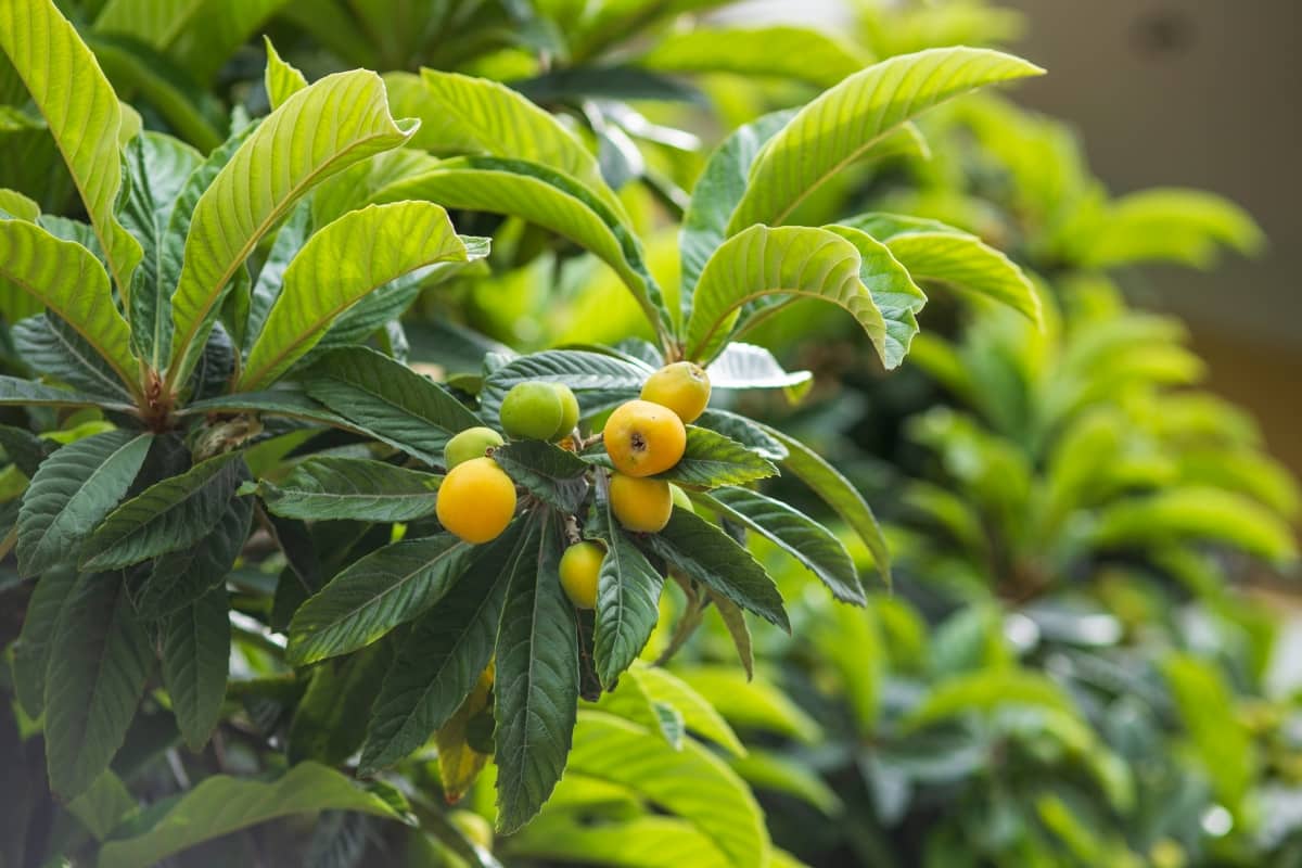 9 Causes of Dying Loquat Trees
