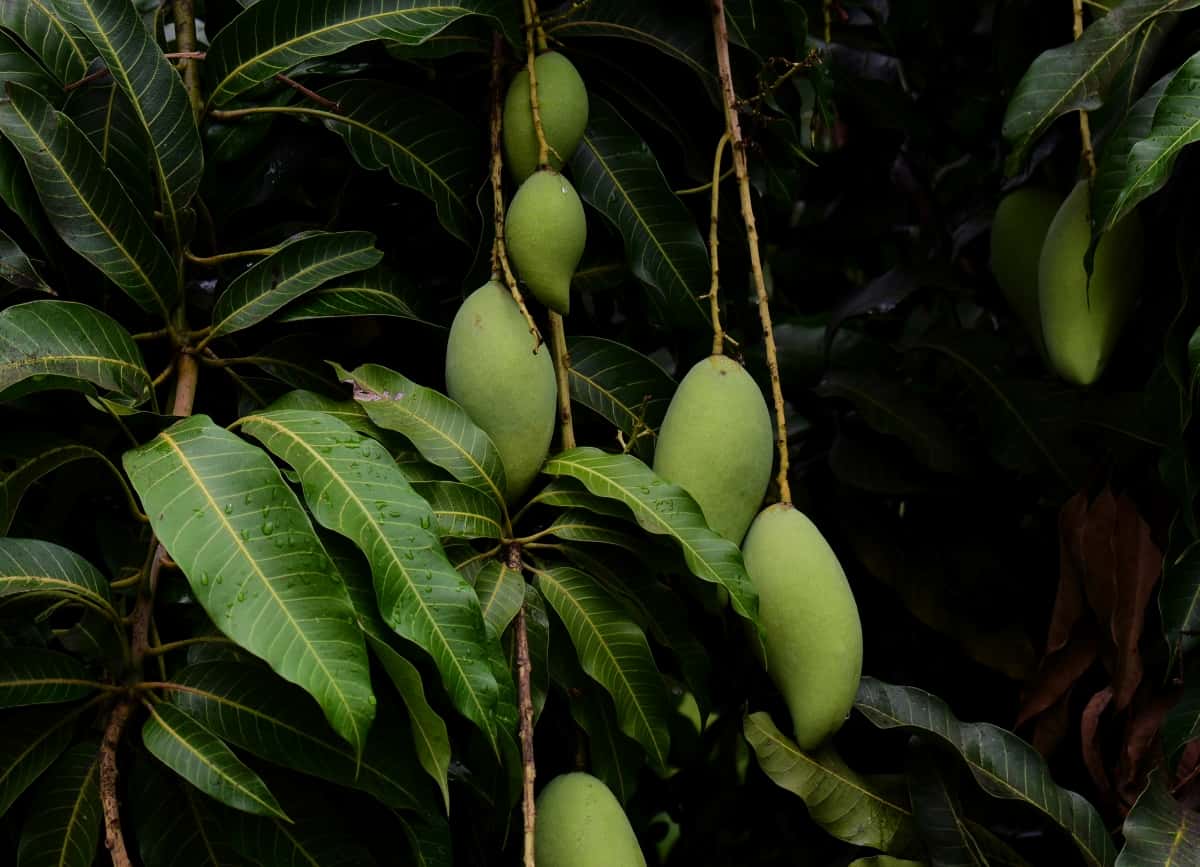 Mangoes Hanging on the Tree