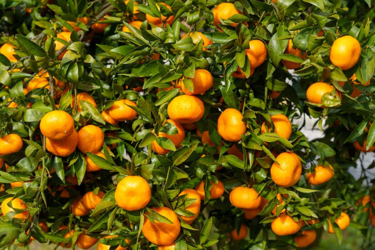 9 Causes of Dying Orange Tree
