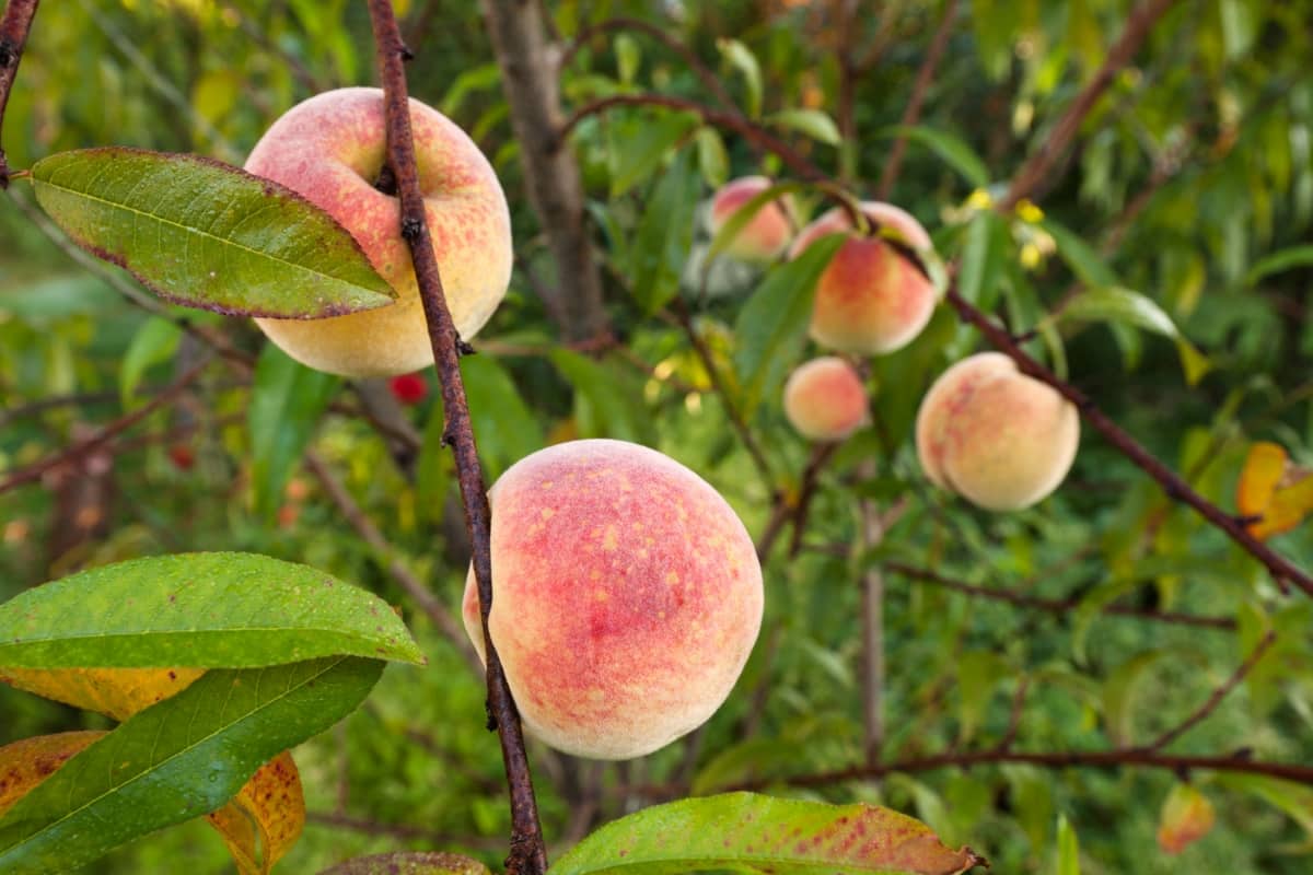 9 Causes of Dying Peach Trees