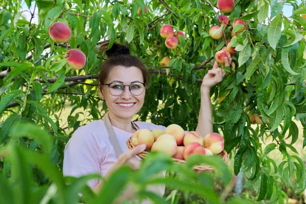 Peach Harvest