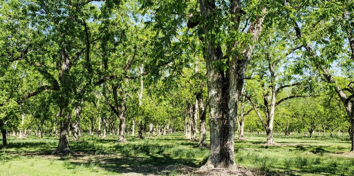 9 Causes of Dying Pecan Trees